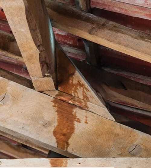 Infiltration d'eau et traces d'humidité repérées sur la charpente avant traitement à Cholet